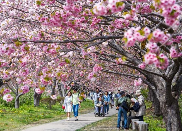 Công viên Matsumae Castle Park một trong các địa điểm tổ chức thưởng lãm hoa anh đào